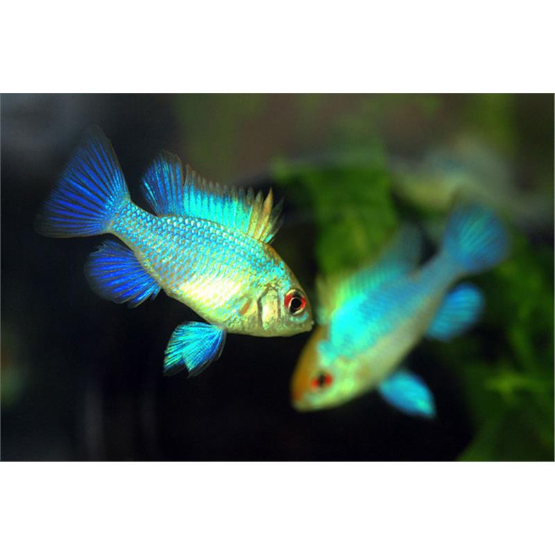 Papilichromis ramirezi electric blue - imagine 3